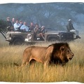 Safari hangulatban