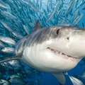 Az éghajlatváltozás a cápák életére is hatással van