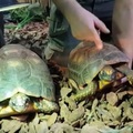 Erdei teknős a Tropicariumban