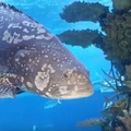 A Cápás Állatkert nagy cápaakváriuma