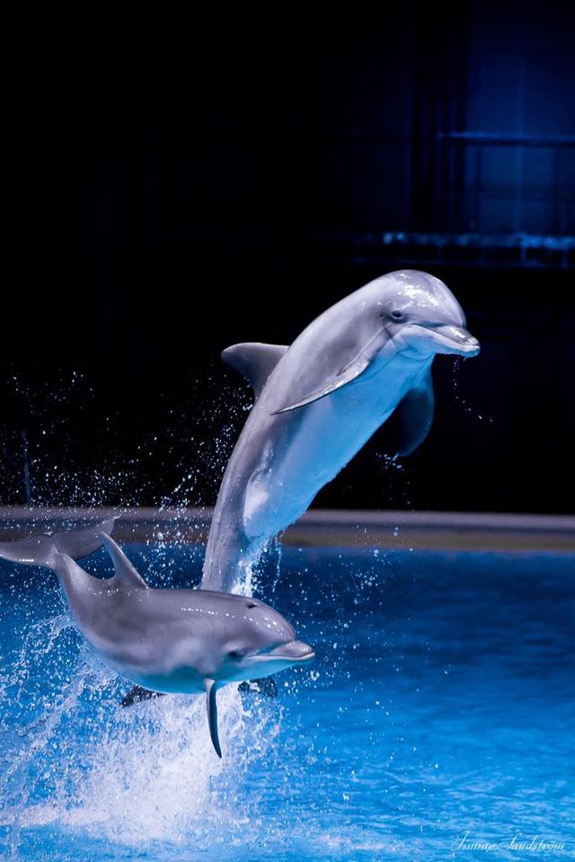 delfin3.jpg