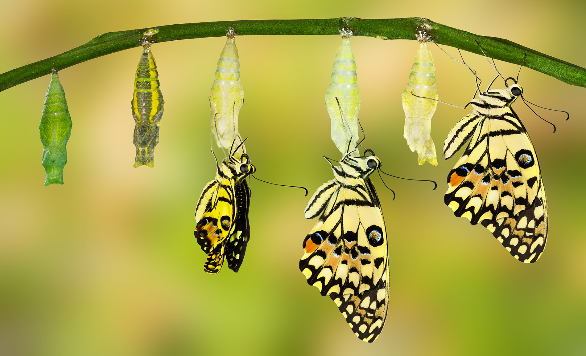 butterflychange.jpg