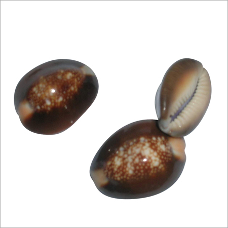 Colored-Cowrie-Shells.jpg