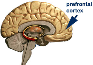 IQ-prefrontális.jpg