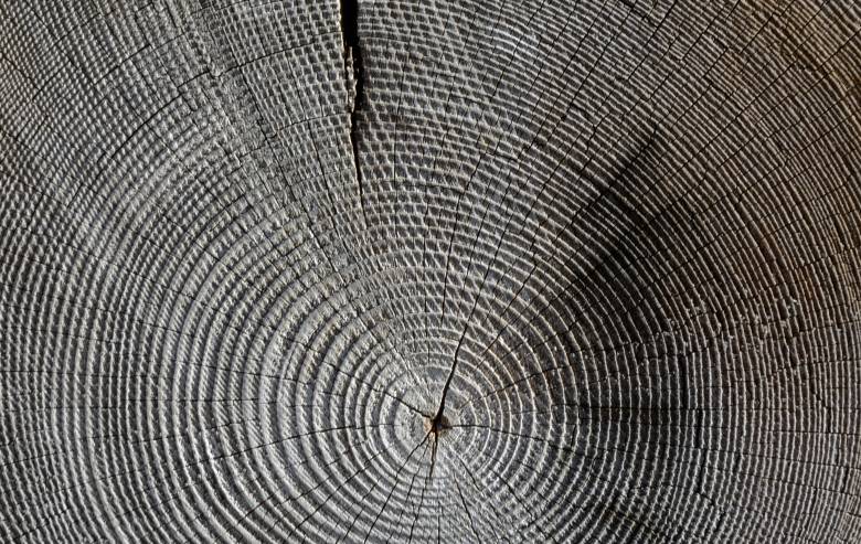 b_dendrochronology_02.jpg