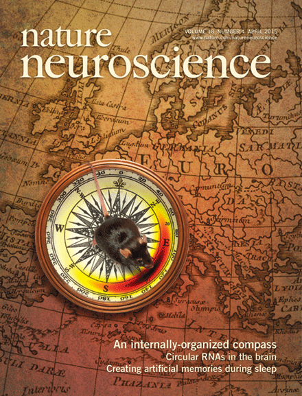 buzsaki_gyorgy_2015_nature_neuroscience.gif