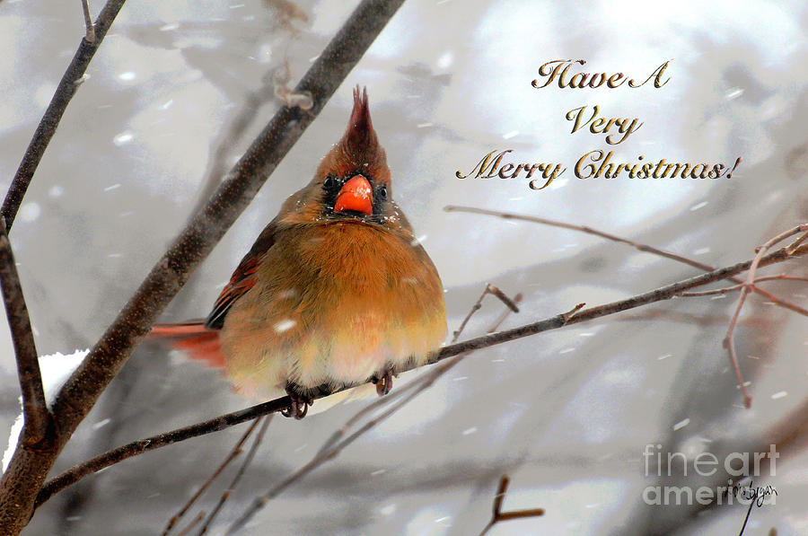 cardinal-in-snow-christmas-card-lois-bryan.jpg