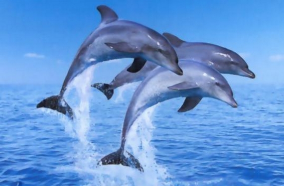 palackorru-delfin.jpg