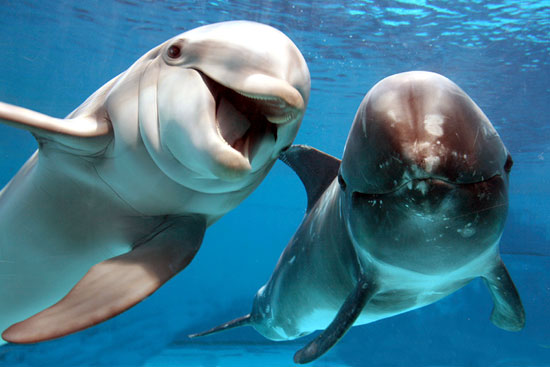 palackorru-delfinek.jpg