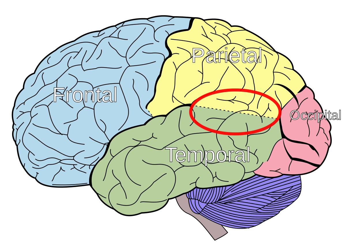 temporo-parietal_junction_svg.png