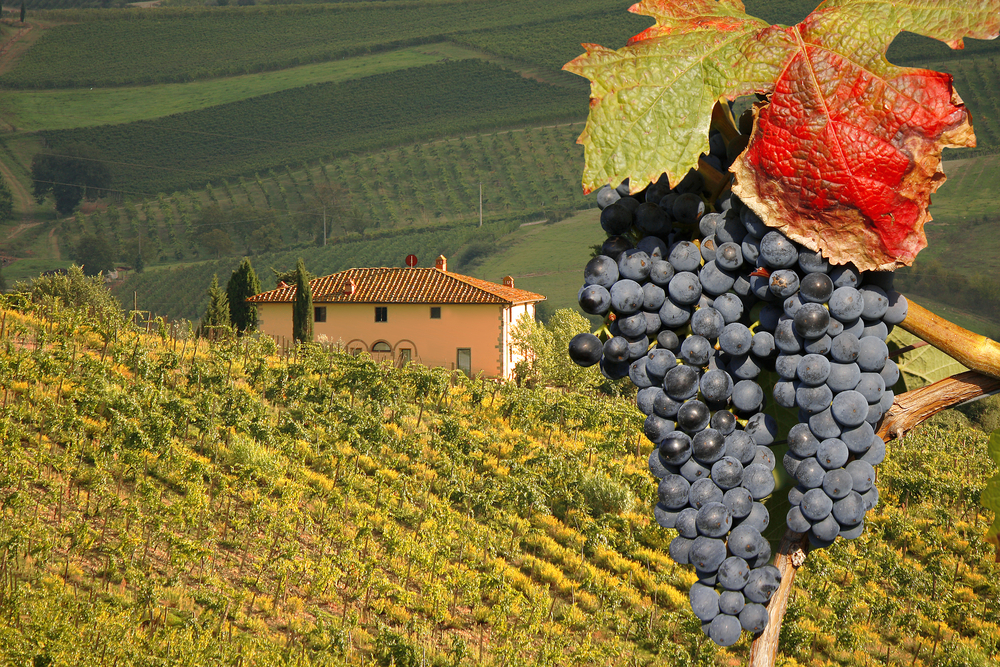 vineyeard-in-chianti-tuscany-italy-famous-landscape.jpg