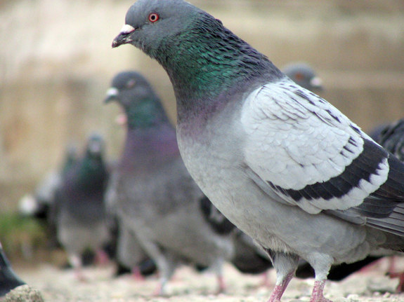 _pigeon_02.jpg
