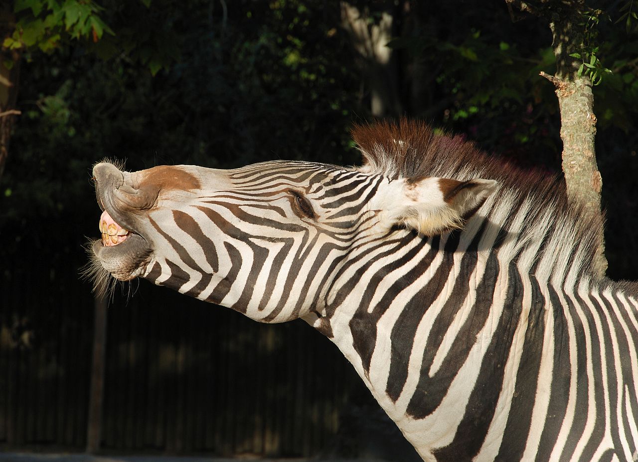 Szabad zebra vagy kényelmes ló lennél inkább?