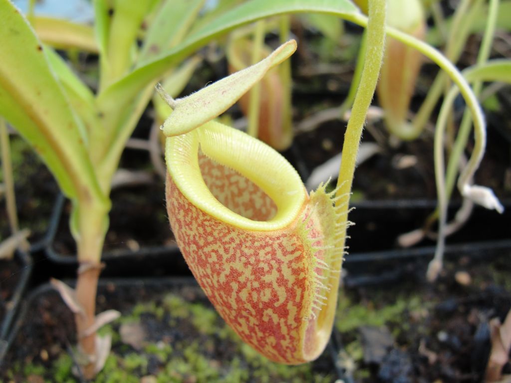 nepenthes_talangensis.jpg