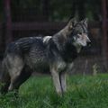 Szürke farkas (Canis lupus)