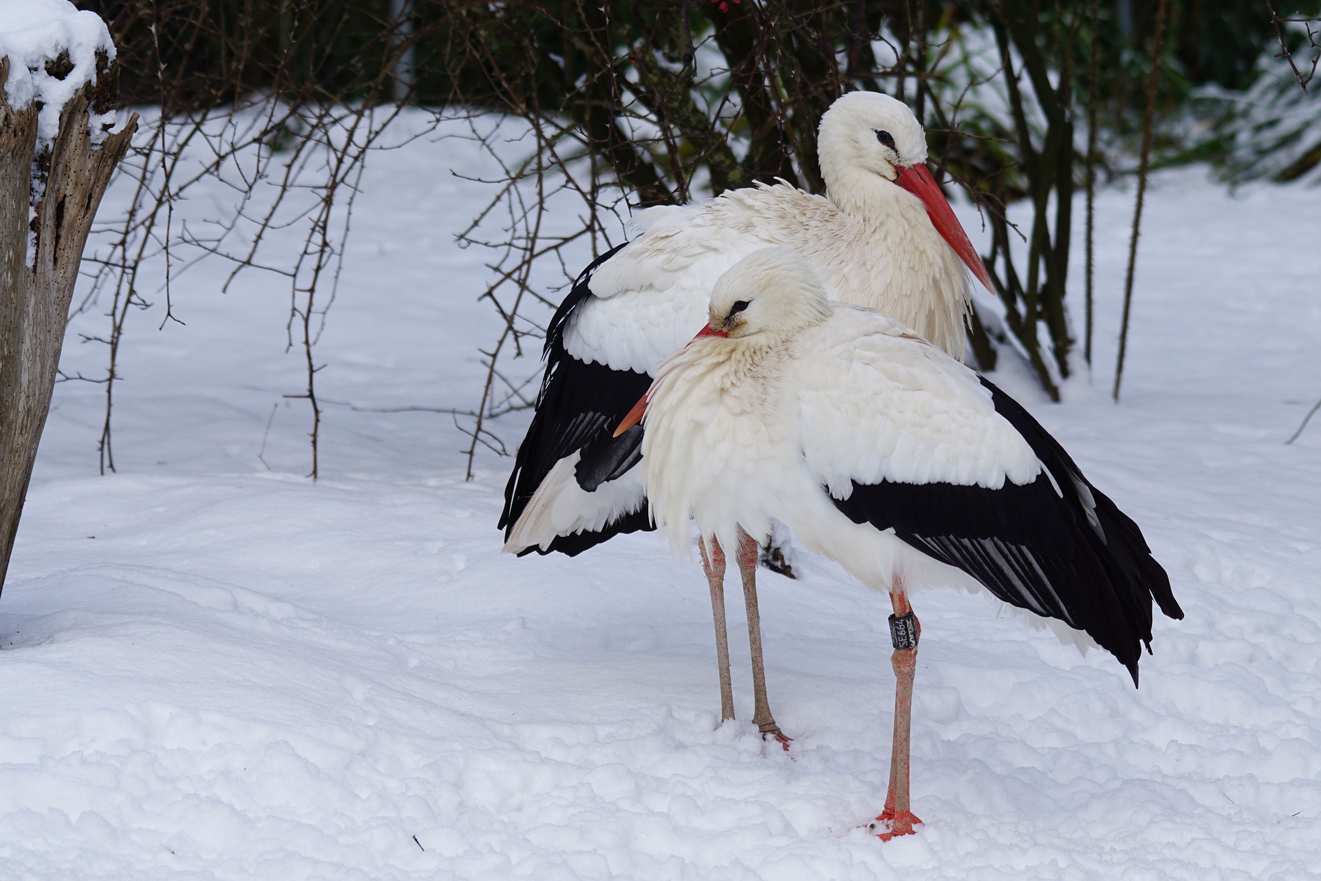 stork-1145037_1920.jpg