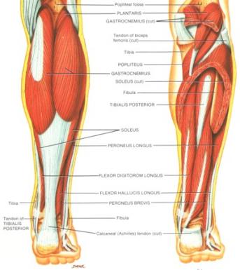 calf-muscles1-343x385.jpg