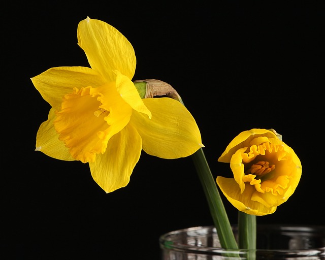 daffodil-92598_640.jpg