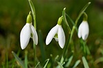 snowdrop-523667_150.jpg