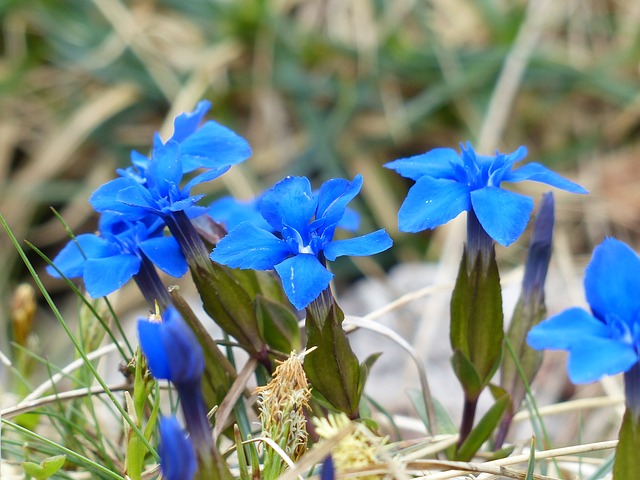 spring-gentian-117409_640.jpg