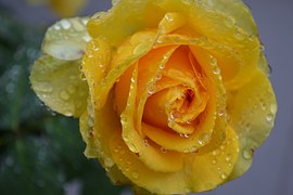 yellow-rose-829684_180.jpg