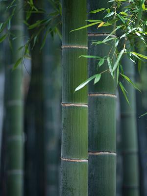 bamboo.jpg