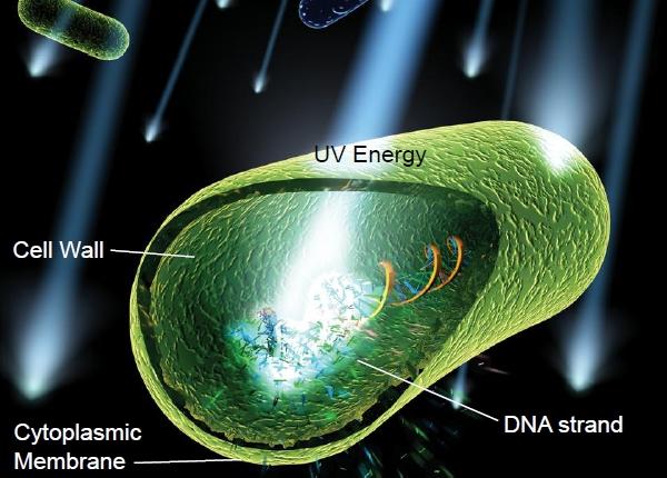 uv-c disinfection.jpg