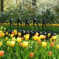 Keukenhof