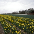 Lisse és Noordwijk