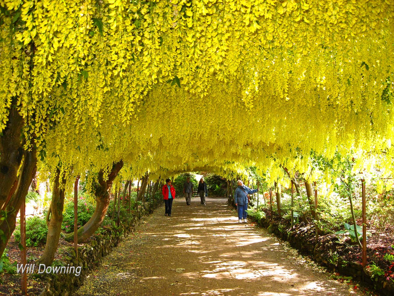 laburnum_aranyeso.jpg