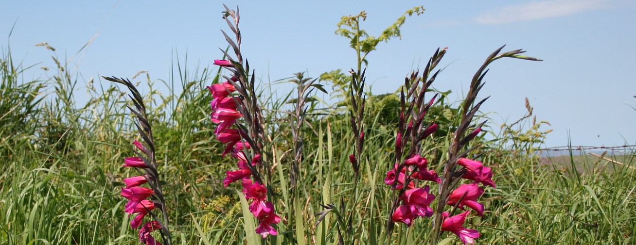 01_Gladiolus communis ssp byzantinus(1).jpg