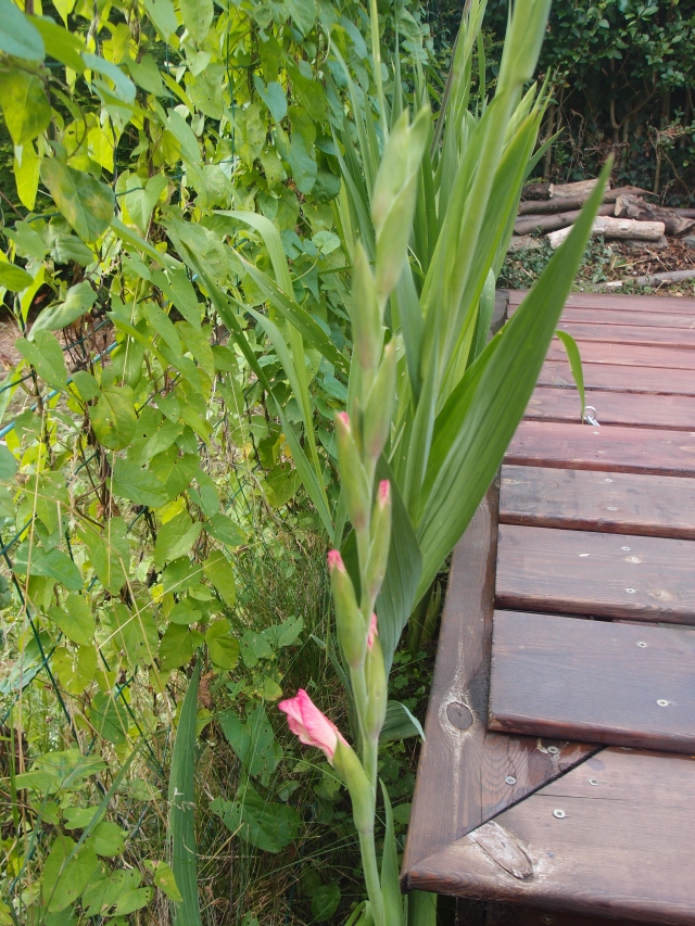 201507283.jpg
