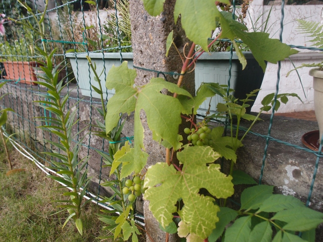 201507284.jpg