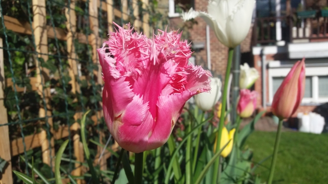 201604233.jpg