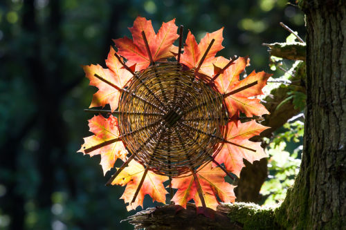 norway-maple-atfw.jpg