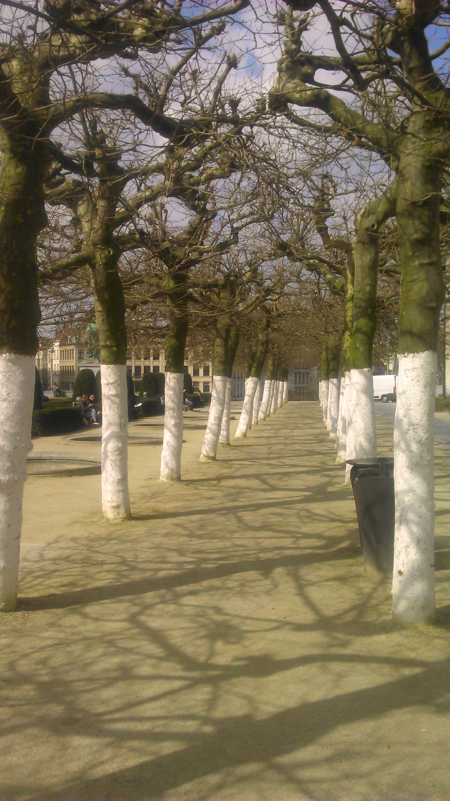 A híres brüsszeli Féligfehér fa