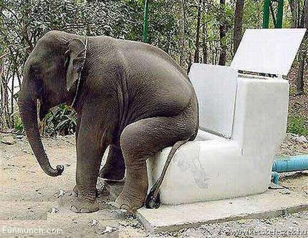 elefant-wc.jpg