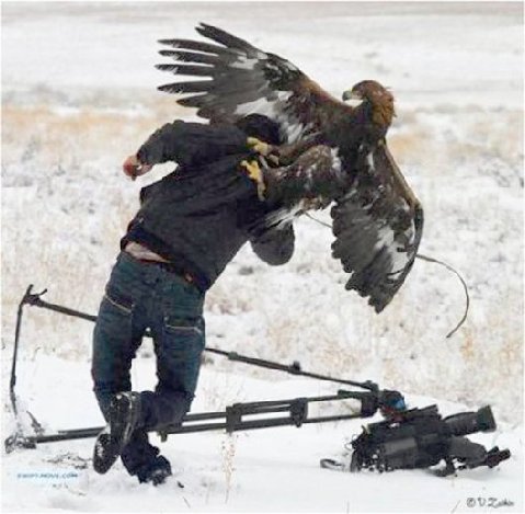 attacking-bird.jpg