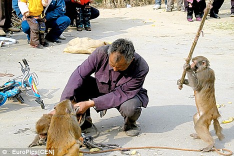 monkey-attack-stick.jpg