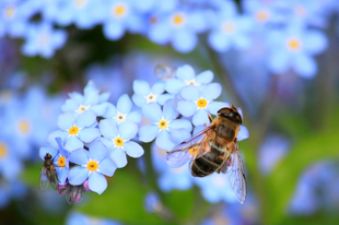 Egyre több méhcsalád egyre több mézet termel