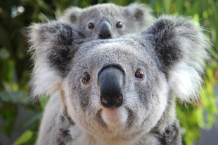 A koalák mikrobiomjának megváltoztatása lehet az erszényes megmentésének a kulcsa