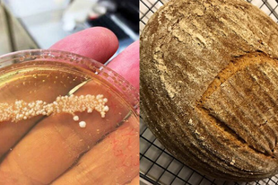 4500 éves egyiptomi élesztőből sütöttek kenyeret