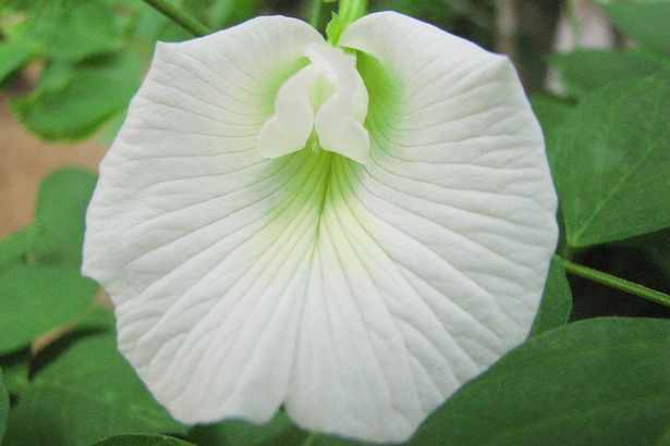 Clitoria Tarnatea