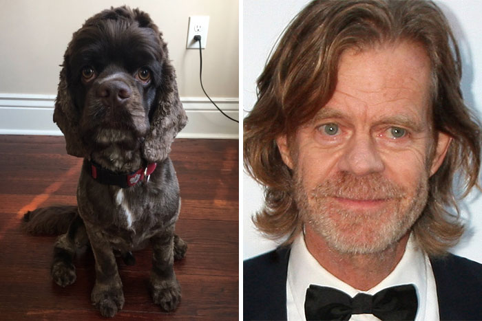 celebrity-look-alikes-animals-100-5982e5978baa0_700.jpg