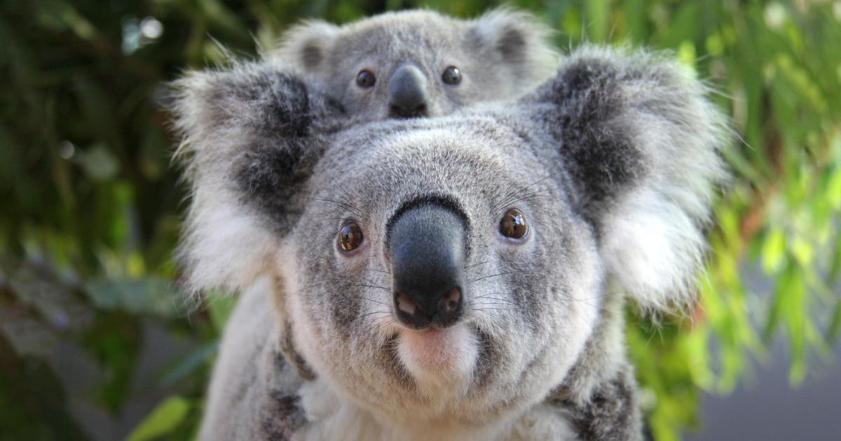 koala.jpg