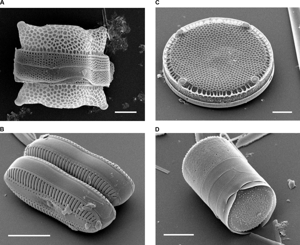 1024px-diatoms.png