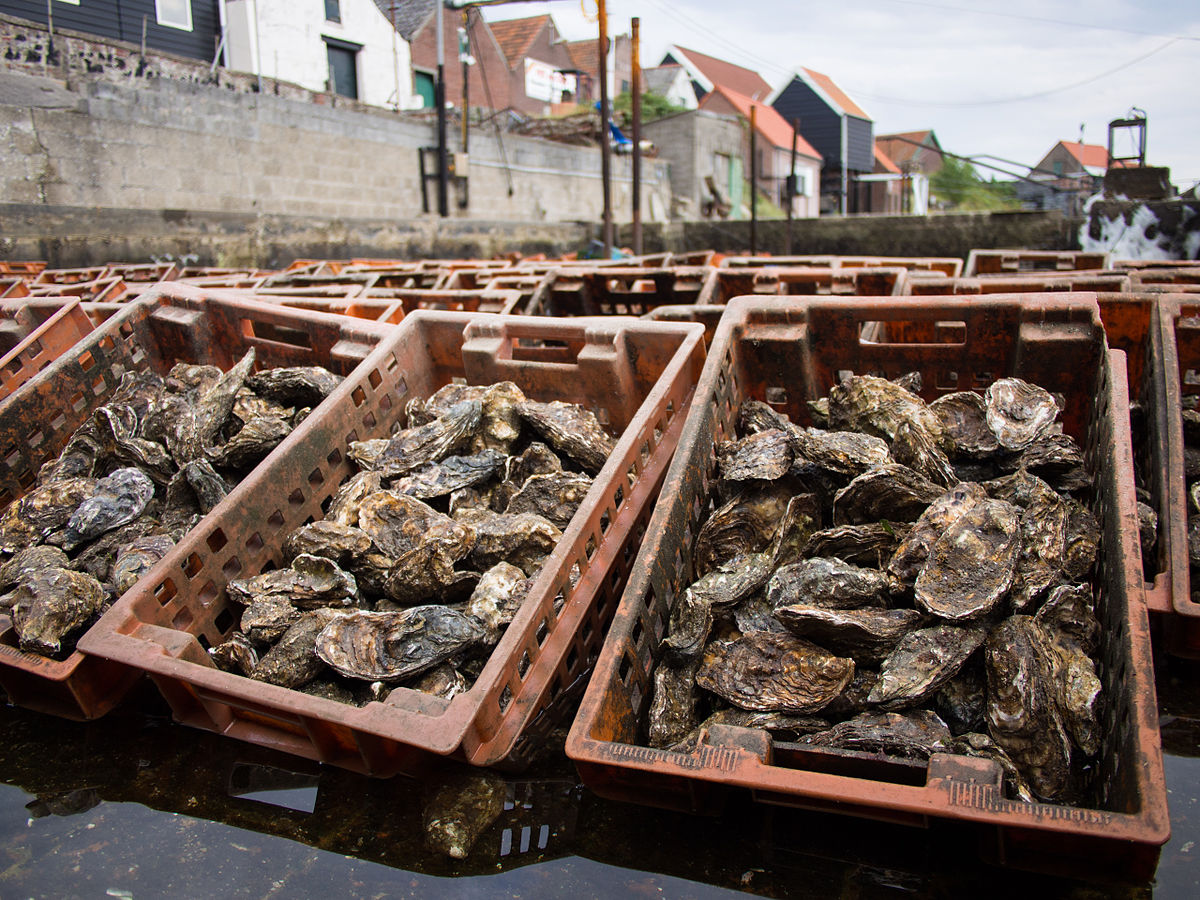 1200px-oyster_pits_in_yerseke_netherlands_01.jpg