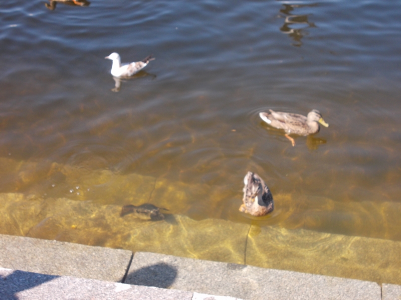 DSCN0685.JPG