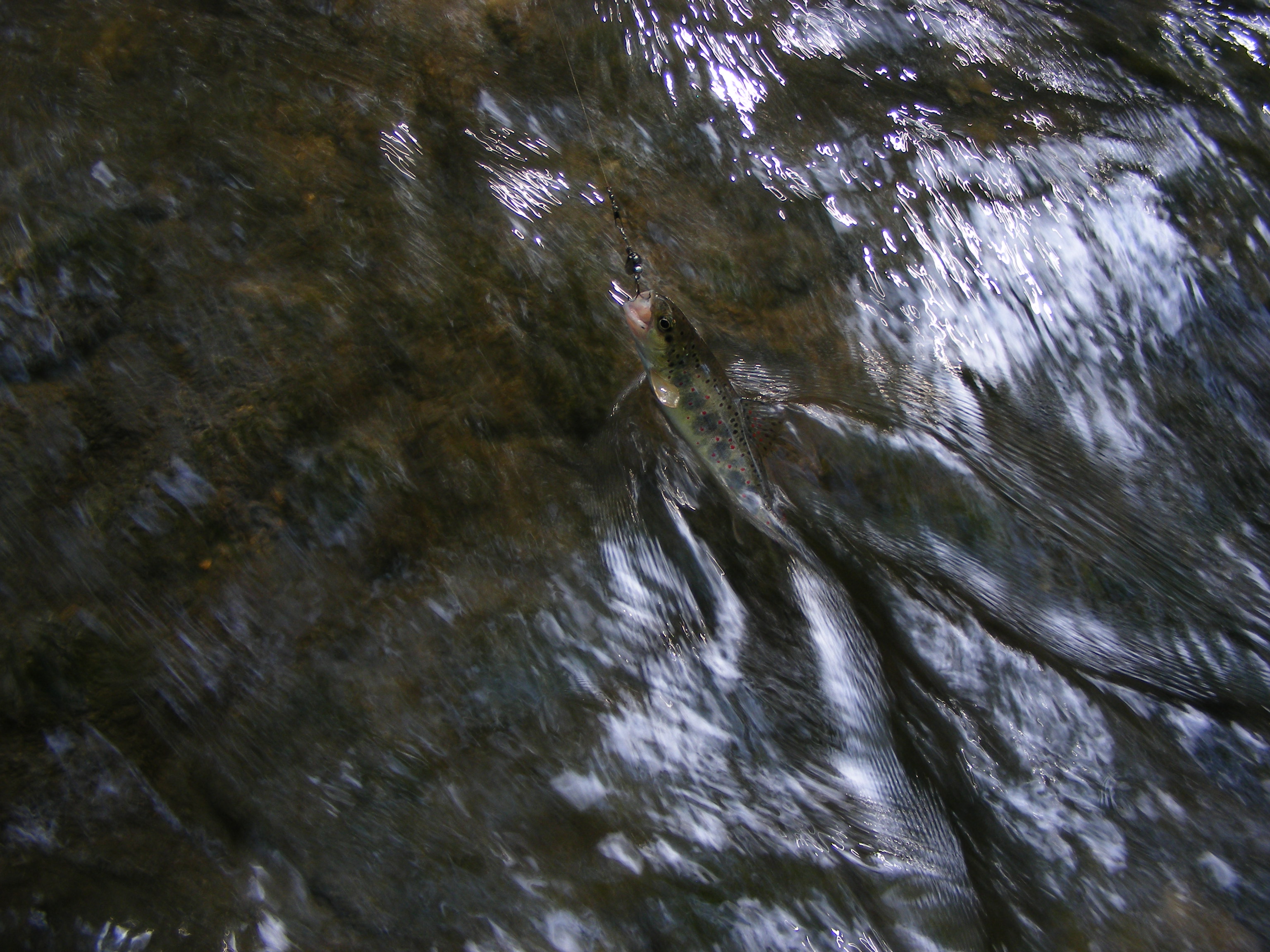 Cikk1.JPG