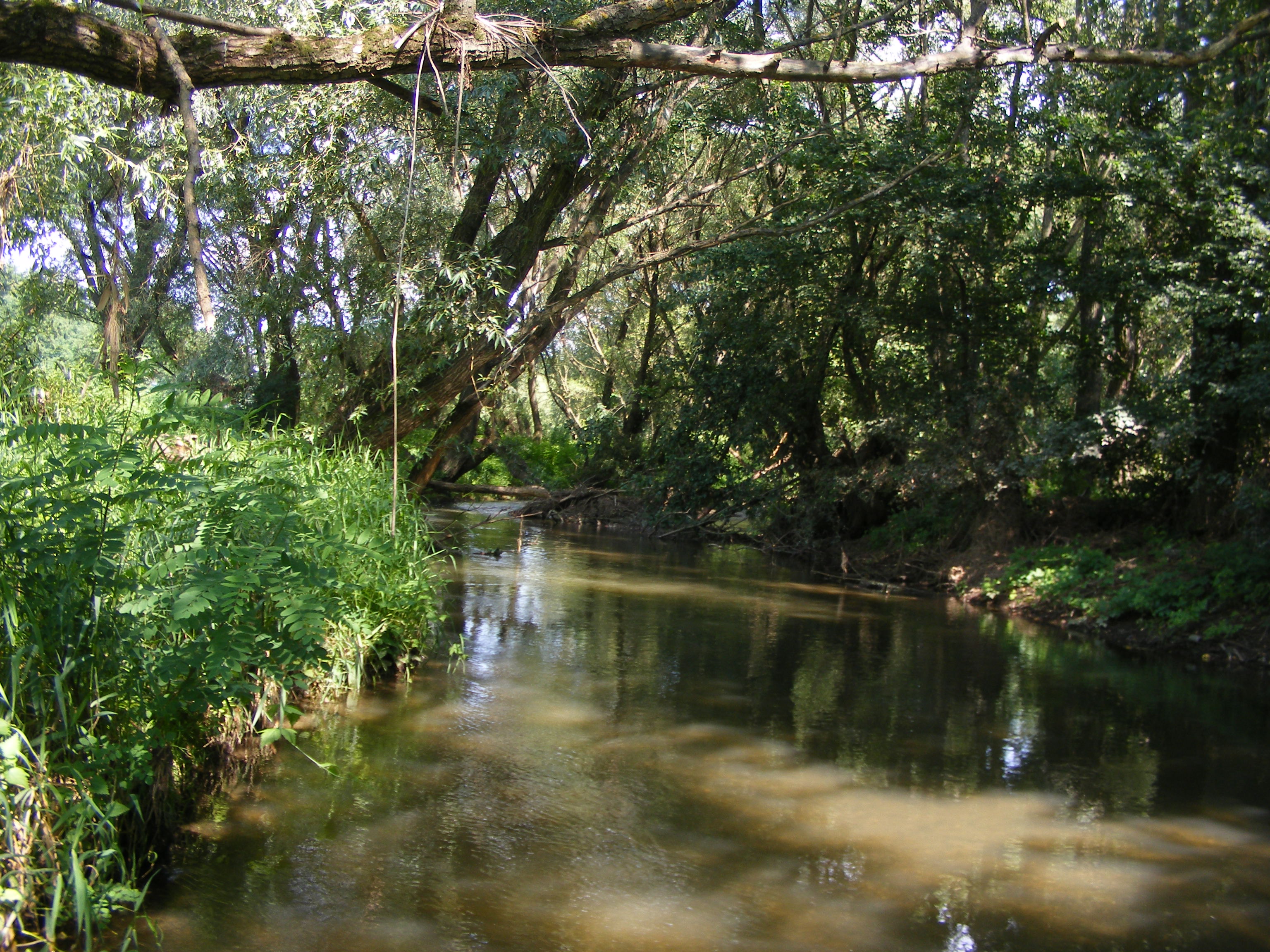 dscf1272.JPG